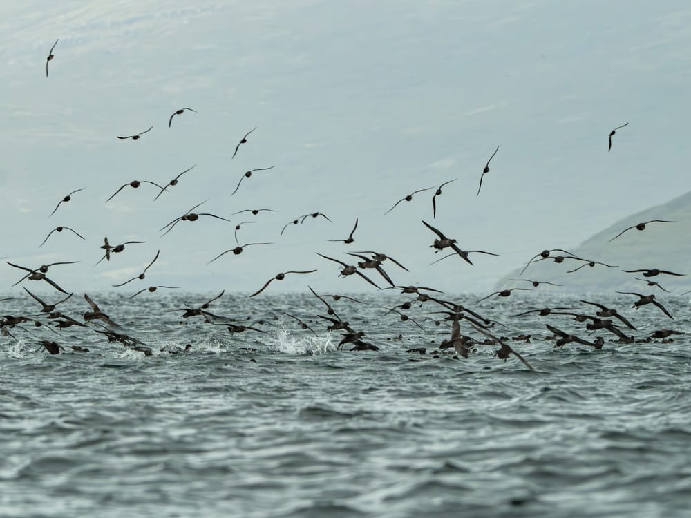 Exploring the pristine wilderness of the Auckland Islands post image